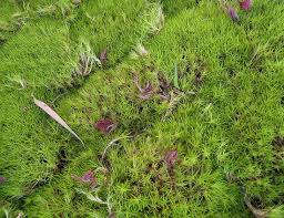 Image result for Sagina