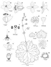 Image result for Meiosperma debile