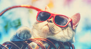 Your cat's name will make you smile every time you greet your kitty upon coming home or introduce him or her to a new friend of yours (if your cat will come out to say hello). Funny Cat Names Over 200 Hilarious Name Ideas For Your Kitty