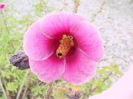 Image result for Hibiscus diversifolius