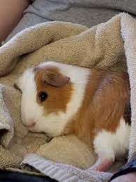 Teddy Bear Guinea Pigs Oh My