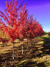 The autumn blaze maple tree has a regular and upright growth with production of a heavy number of fruits. Autumn Blaze Maple Next Generation Landscape Nursery