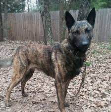Nikao working k9s is dedicated to providing highly trained belgian malinois for law enforcement, military, search and rescue, and personal and family protection. 187 Kennels Dutch Shepherds Home Facebook