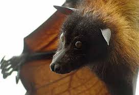 They weigh about 2 ½ pounds. Giant Golden Crowned Flying Fox Fruit Bat World S Largest Bat Endangered Animal Pictures And Facts Factzoo Com