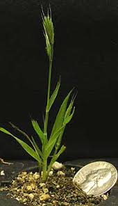 Image result for Brachypodium