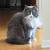 Grey Long Haired Kitten