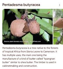 Image result for Pavetta gerstneri