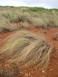 Image result for Eragrostis volkensii