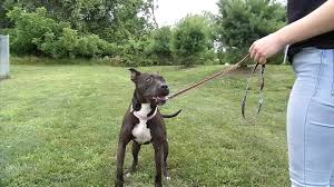 Homeward bound pet memorial offers a variety of pet cremation plans and pet funeral services for your families needs. Homeward Bound S New Rent A Dog Program Fyi Philly Shelter Me 6abc Philadelphia