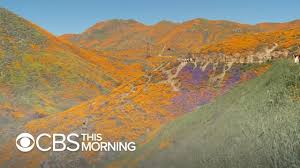 Having flowers sent to lake elsinore. Lake Elsinore Poppy Fields Visitors Overwhelm California Town Youtube