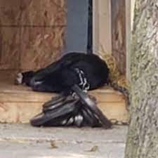 A short video showing the clare county animal shelter bus leaving the clare county transit building for the first time! Clare County Animal Shelter Home Facebook