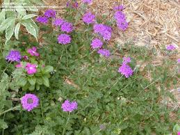 Most verbenas grow and bloom best in the cooler temperatures of spring and fall with a tendency to when dried, the flowers are an electric blue. Plantfiles Pictures Glandularia Perennial Verbena Blue Princess Glandularia X Hybrida By Langbr