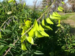 Image result for Crotalaria agatiflora