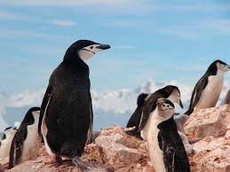 Photograph by joel sartore, national king penguins live on the more temperate islands north of antarctica. Chinstrap Penguin Penguin Facts And Information