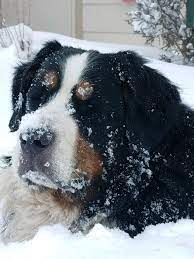my berner enjoying his kind of weather kopek