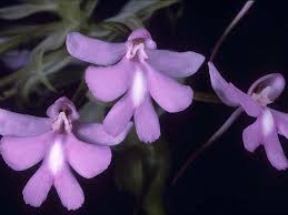 Image result for Cynorkis debilis