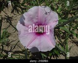 Image result for Ipomoea bolusiana