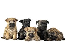 Image result for cairn teriér