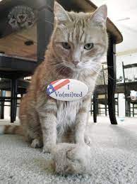 Cats Wearing I Vomited Stickers Make Elections Worth It 10 Pics