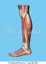 It also contracts to produce inversion of the foot, and assists in the plantarflexion of the foot at the ankle. Anatomy Side View Of Leg Anatomy Lateral Side View Of Leg And Foot Of A Man Including Extensor Digitorum Brevis Achilles Canstock