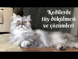 Kedilerde Tuy Dokulme Sorunu Sebepleri Ve Cozumleri Youtube