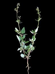 Image result for Boerhavia erecta