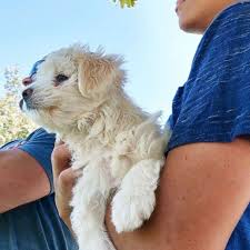 Maybe you would like to learn more about one of these? Adoption Offers Pour In For Puppy Named Razz Berry Dropped At Shelter In Cereal Box Gma