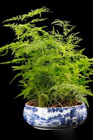 Maybe you would like to learn more about one of these? Learn How To Grow Asparagus Fern Gardener S Path