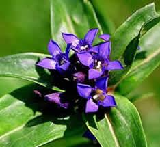 Image result for Gentiana asclepiadea alba