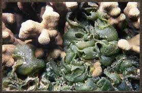 Image result for Dictyophleba lucida