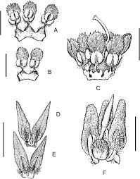 Image result for Rinorea convallarioides