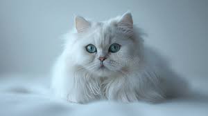 White Persian Cat with Big Green Eyes and Long Fur Sitting Elegantly