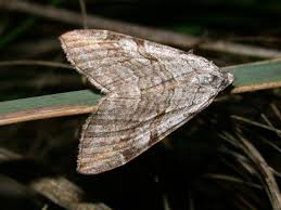 Image result for Aplocera efformata