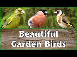 Bird Videos For Cats To Watch Online Videos For Cats To Watch Birds In My Garden Youtube Cat Gif Birds Cats