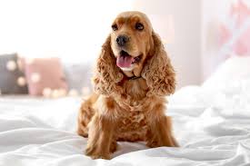 We did not find results for: Cocker Spaniel Dog Breed Information Characteristics Daily Paws