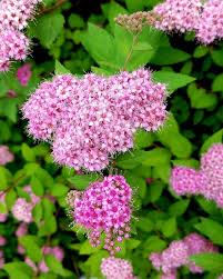 A Garden To Walk In And Immensity To Dream In A Garden To Walk In And Immensity To Dream In What More Could He Ask A Few Flowers At His Feet And Above Him The Stars Summer Flowers Pretty In Pink Flowers