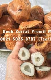 Nah, dengan mengkonsumsi buah zuriat dan mengikuti promil setelah anda keguguran, kemungkinan besar rahim anda akan kuat kembali untuk mengandung janin baru anda. 11 Ide Buah Zuriat Promil Hamil Buah Kembar