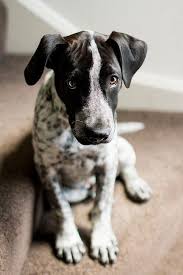 Black And White Pointer Dog Pin By Joshua Mitchell On Creatures Cute Dogs Animals Cute Animals
