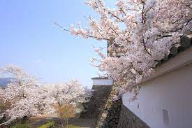 煌びやかな桜に染まる城壁と石垣 春の福知山城 城壁 石垣 城の絵