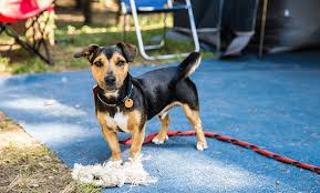 Mis à jour le 8 septembre 2020. Partir En Camping Avec Son Chien Ou Son Animal C Est Facile