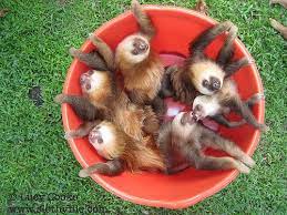If 3 Baby Sloths Can Make It To The Front Page Here S A Bunch Of Them In A Bucket Sloth Cute Animals Baby Sloth