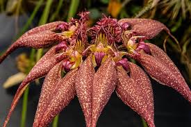 Image result for Bulbophyllum burttii