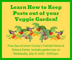 How much to plant for your family. Simple Steps For A Pest Free Vegetable Garden In Union County Tapinto