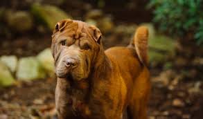Blue shar pei dog standing. Chinese Shar Pei Dog Breed Information