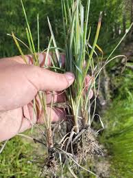 Image result for Vahlia dichotoma