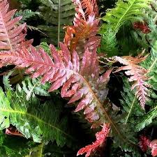 Image result for Blechnum tabulare