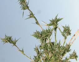 Image result for Crypsis vaginiflora