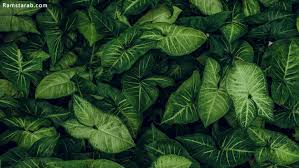 صور خلفيات طبيعية Hd اجمل خلفيات بجودة عالية رمسة عرب