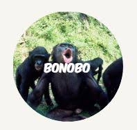 De dierentuin investeerde vijf miljoen euro. Bonobo Geboren In Planckendael Rangerclub
