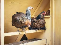 Download Garden Betty S Homemade Whole Grain Chicken Feed Garden Betty